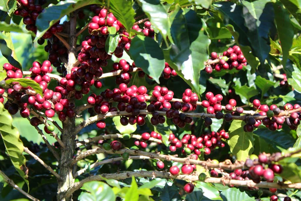 Coffee cherries on the branch