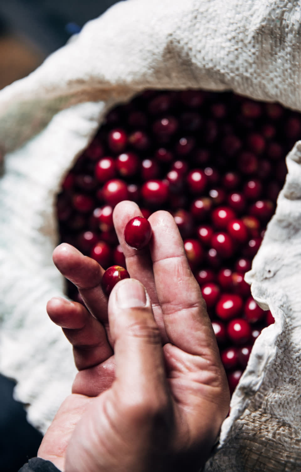 A hand holding ripe red coffee cherries over a sack