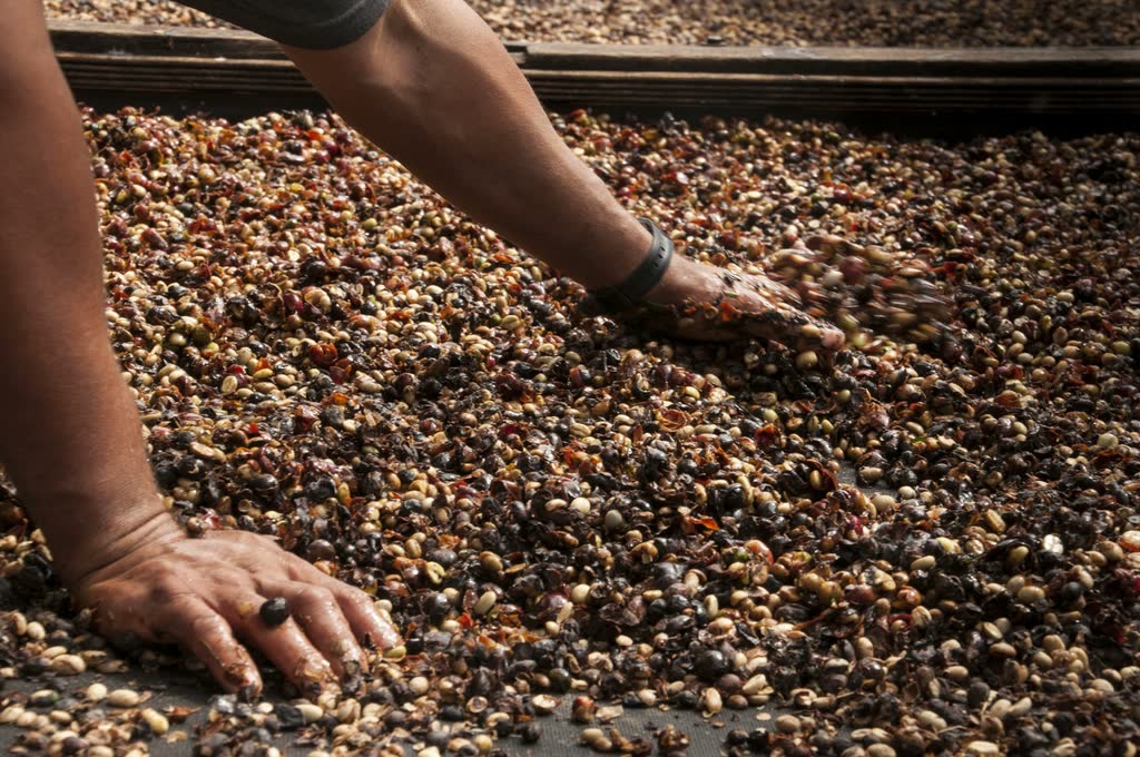 Hands turning coffee as it dries on raised beds