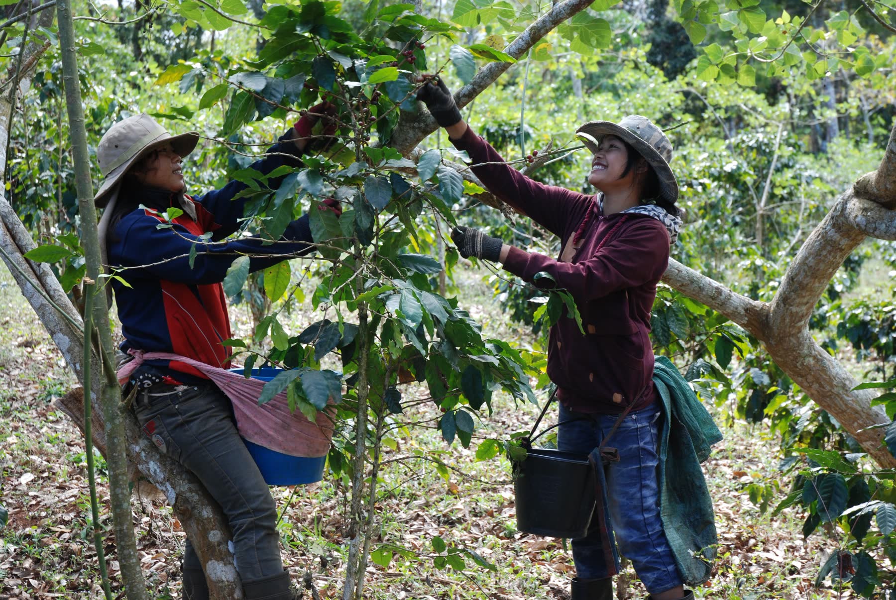 Two farmers picking coffee cherries from the trees