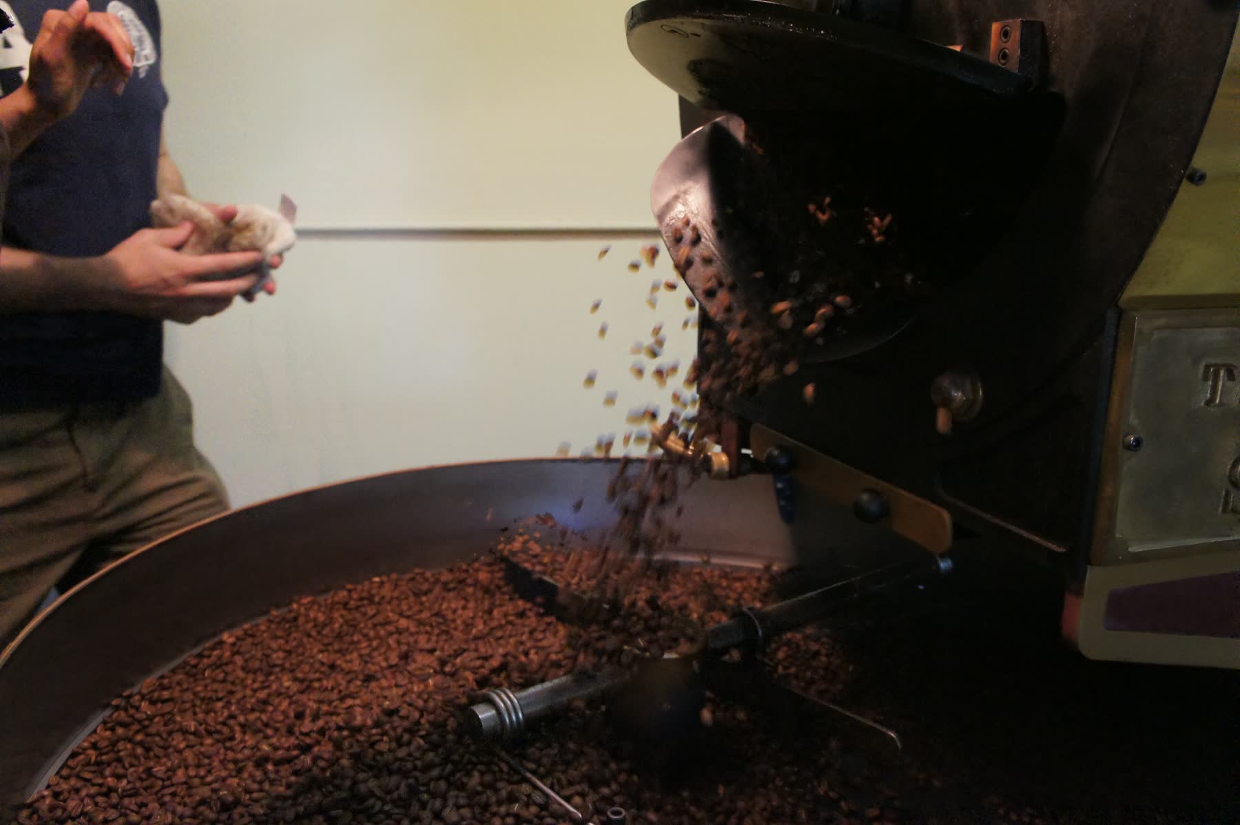 Freshly roasted beans falling from the drum into the cooling tray